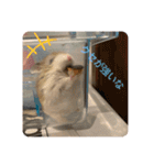 ぽんちゃんハムちゃんず（個別スタンプ：10）
