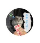 ぽんちゃんハムちゃんず（個別スタンプ：13）