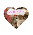 ぽんちゃんハムちゃんず（個別スタンプ：15）