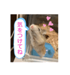 ぽんちゃんハムちゃんず（個別スタンプ：16）