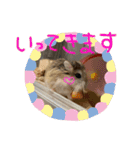 ぽんちゃんハムちゃんず（個別スタンプ：22）