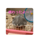 ぽんちゃんハムちゃんず（個別スタンプ：25）