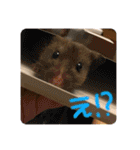 ぽんちゃんハムちゃんず（個別スタンプ：26）
