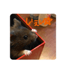 ぽんちゃんハムちゃんず（個別スタンプ：28）