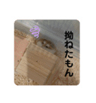 ぽんちゃんハムちゃんず（個別スタンプ：29）