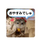 ぽんちゃんハムちゃんず（個別スタンプ：31）