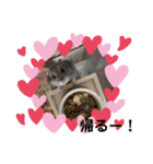 ぽんちゃんハムちゃんず（個別スタンプ：32）