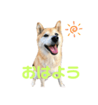看板息子ハチくん（個別スタンプ：1）