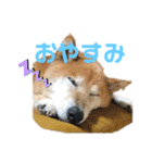 看板息子ハチくん（個別スタンプ：3）