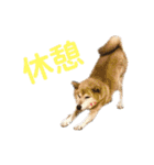 看板息子ハチくん（個別スタンプ：9）