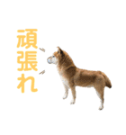看板息子ハチくん（個別スタンプ：15）