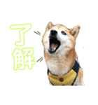 看板息子ハチくん（個別スタンプ：17）
