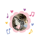 子猫のきょんSpecial（個別スタンプ：1）