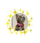 子猫のきょんSpecial（個別スタンプ：4）