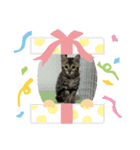 子猫のきょんSpecial（個別スタンプ：5）