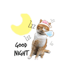 しろくまファミリー（個別スタンプ：3）