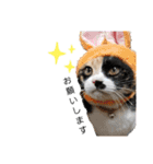 しろくまファミリー（個別スタンプ：18）