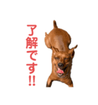 アンス（個別スタンプ：8）