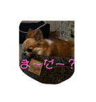 チョコとルナスタンプ（個別スタンプ：6）