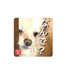男まえ！すいか。（個別スタンプ：16）