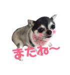 ちくわのスタンプ二（個別スタンプ：1）