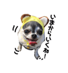 ちくわのスタンプ二（個別スタンプ：11）