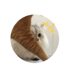 かわいいぺっとたち！！！（個別スタンプ：24）