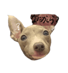 ちゅぴとぴーぷ（個別スタンプ：9）