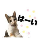 ねこねこちゃんスタンプ①（個別スタンプ：11）