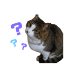 ねこねこちゃんスタンプ①（個別スタンプ：13）