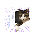 ねこねこちゃんスタンプ①（個別スタンプ：19）