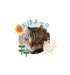 ベンガルねこミンちゃんのスタンプ（個別スタンプ：1）