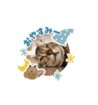 ベンガルねこミンちゃんのスタンプ（個別スタンプ：2）
