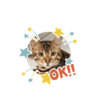 ベンガルねこミンちゃんのスタンプ（個別スタンプ：3）