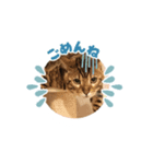 ベンガルねこミンちゃんのスタンプ（個別スタンプ：4）