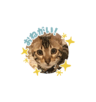ベンガルねこミンちゃんのスタンプ（個別スタンプ：5）