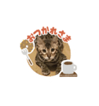ベンガルねこミンちゃんのスタンプ（個別スタンプ：6）