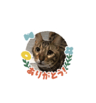 ベンガルねこミンちゃんのスタンプ（個別スタンプ：7）