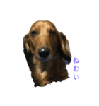 ユカイな犬二匹（個別スタンプ：1）