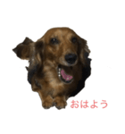 ユカイな犬二匹（個別スタンプ：2）