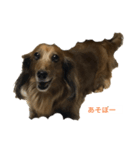 ユカイな犬二匹（個別スタンプ：3）