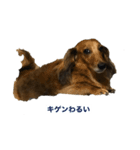 ユカイな犬二匹（個別スタンプ：5）
