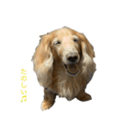 ユカイな犬二匹（個別スタンプ：7）