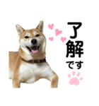 柴犬あんず ver.4（個別スタンプ：1）