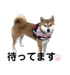 柴犬あんず ver.4（個別スタンプ：2）