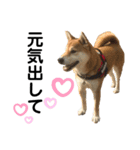 柴犬あんず ver.4（個別スタンプ：3）