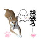 柴犬あんず ver.4（個別スタンプ：4）