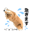 柴犬あんず ver.4（個別スタンプ：5）