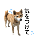 柴犬あんず ver.4（個別スタンプ：6）