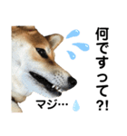 柴犬あんず ver.4（個別スタンプ：7）